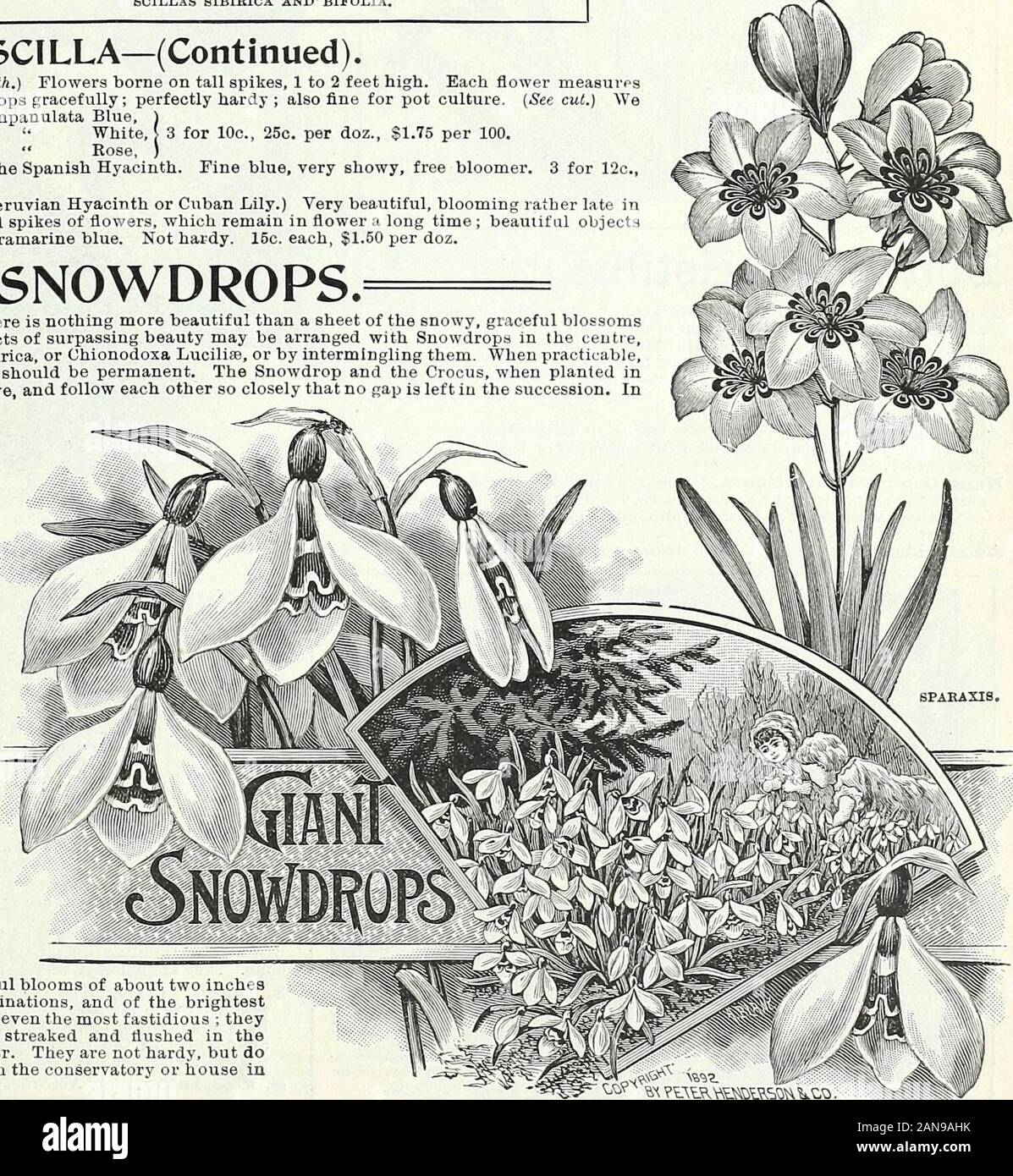 Bulbs, plants, and seeds for autumn planting : 1897 . mingling them. When  practicable,Buch plantings of the Snowdrops should be permanent. The  Snowdrop and the Crocus, when planted inalternate circles, are very