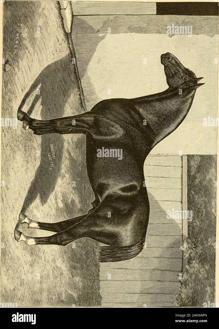 The breeds of live stock, and the principles of heredity .. . FRENCH COACH HORSE SUPERBE. Color, bay; foaled 1881; got by the Government stallion Thuri-feraire 10306; dam Opheline by Jambes d1 Argent; 2d dam byValide. Bred by M. Pacaud, of St. Gervais, La Vendee, France.Imported in 1885, and owned by M. W. Dunham, Wayne, 111. En-graved from a sketch made by Palmer a few weeks after the horsewas imported. Superbe was winner of a first prize and gold medalat the Universal Exposition at Antwerp, Belgium, 1885. 03o). CHAPTER V. ENGLISH SHIRE OR CART HORSES. No point in equine history is better est Stock Photo