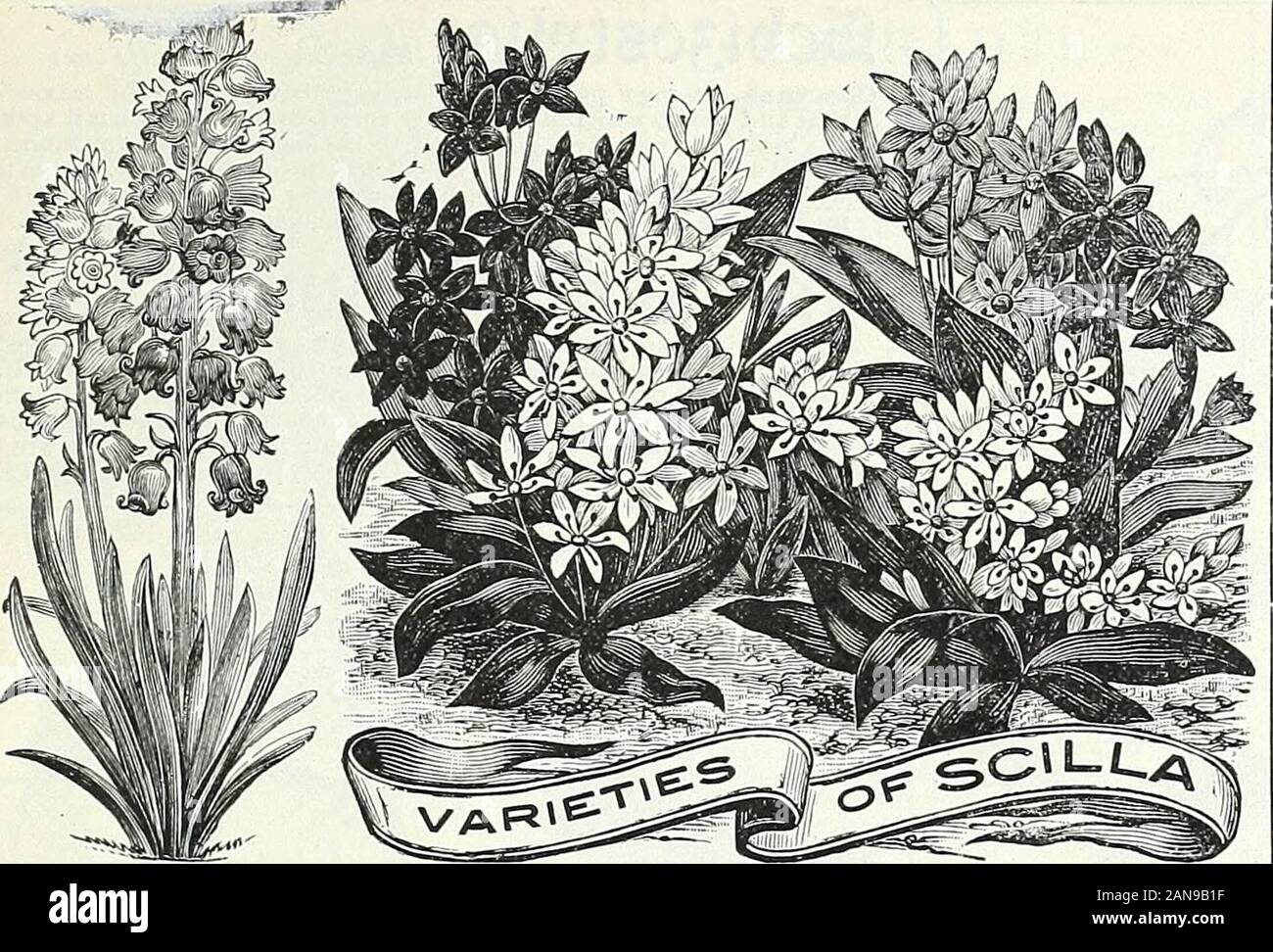 Bulbs, plants, and seeds for autumn planting : 1897 . EANPNCTJLUS. 6 Bulbs of one varietu sold at dozen rates ; 25 at 100 rates. Bulbs are delivered free in the U. §&gt;,, except were noted, PETER ----iENDERSON & CO., NEW YORK.—BULBS FOR AUTUMN PLANTING. 45. SCILLA CAMPANULATA. SCILLAS SIBIRICA AND BIFOLIA. 5CILLA. Sibirica, (Amcena or PrcEcox.) One of ourmost beautiful hardy spring bulbs, produc-ing in profusion masses of exquisite richblue flowers almost before the snow has dis-appeared. If grown in masses, their flowersfairly carpet Ihe ground ; and if grown withSnowdrops and Crocus, for co Stock Photo