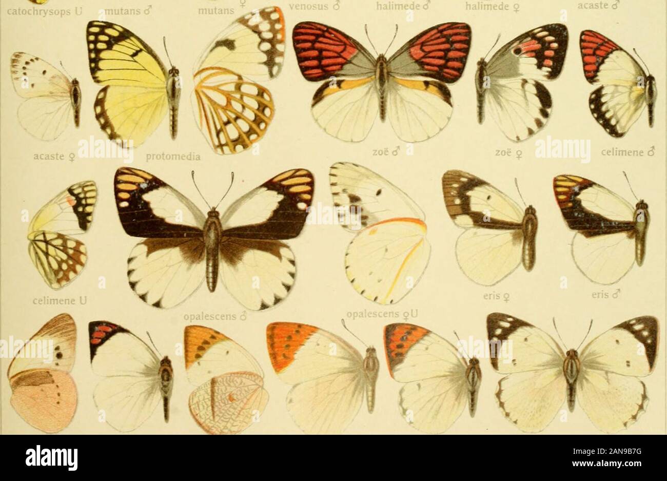 Die Gross-Schmetterlinge der Erde : eine systematische Bearbeitung der bis jetzt bekannten Gross-Schmetterlinge . acaste cT. jobiiia g U DuAlori! j looina &lt;^ »LM!)&lt;1 V I. dlUiUci Pars II. Fauna airicaiia xm TERACOLUS 17 Stock Photo