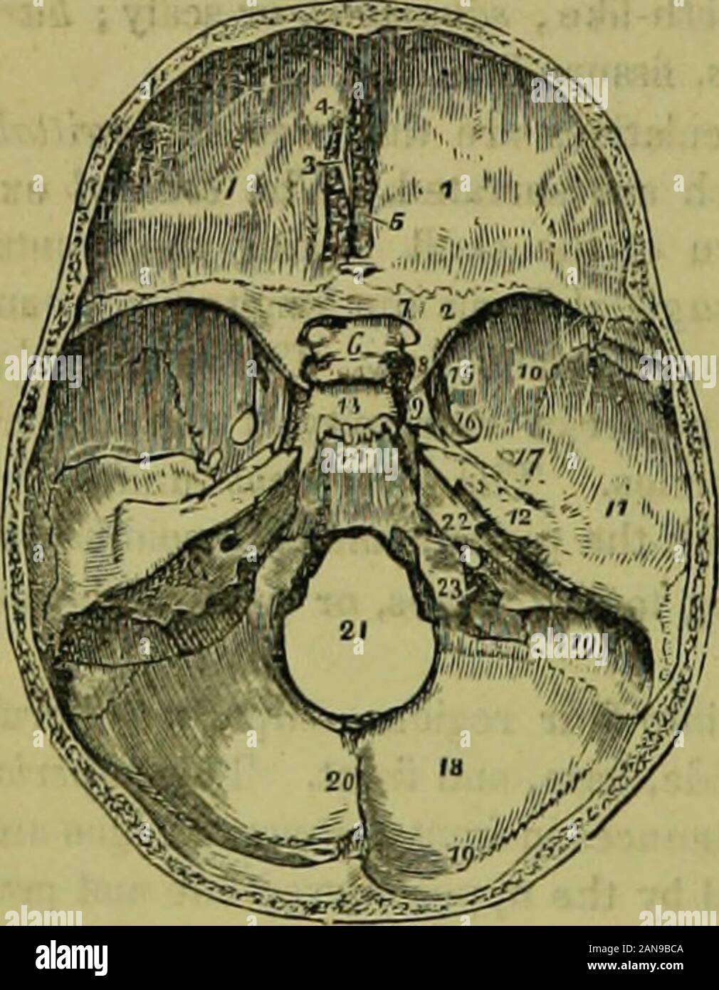 The hydropathic encyclopedia: a system of hydropathy and hygiene .. . id. 3. Crista galli. 4. Foramencaecum. 5. Cribriform lamella of the eth-moid. 6. The process called olivary. 7.Foramen opticum. 8. Anterior clinoidprocess. 9. The carotid groove on theside of the sella turcica, for the internalcarotid artery and cavernous sinus. 10,11, 12. Middle fossa of the base of theskull: 10 marks the great ala of the sphe-noid ; 11, the squamous portion of thetemporal bone; 12, the petrous portion.13. The sella turcica. 14. Basilar portionof sphenoid and occipital bones. Theuneven ridge between 13 and Stock Photo