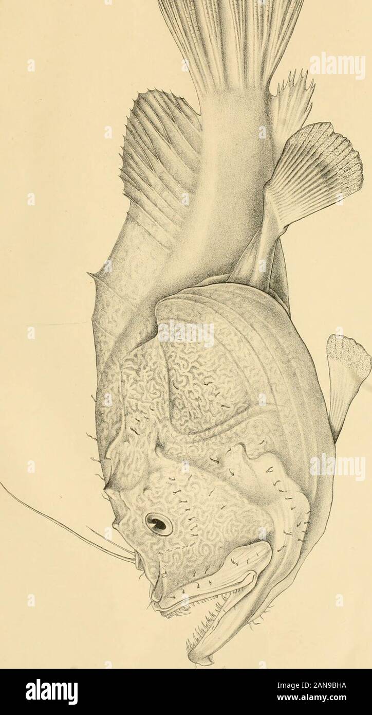 Report on the marine fishes collected by MrJStanley Gardiner in the Indian Ocean . 6. FISHES FROM THE INDIAN OCEAN. E Wilson de: ec imp. Percy Slaben Trust Expedition.(Regan) Tra.ns. Link Soc.,Ser.2. Zool Vol XII Pl 32. ^V mi Wk. FISHES PROM THE INDIAN OCEAN. y. Wilaon del.et imp. LIiNNEAN SOCIETY OF LONDON. ^/ MEMOllANDA CONCERNING TRANSACTIONS. The First Series of tlie Transactions, coutaining both Botanical and Zoological contributions, has been completediu 30 Vols., and a few entire sets are still for sale. Only certain singlo volumes, or parts to complete sets, may beobtained at the orig Stock Photo
