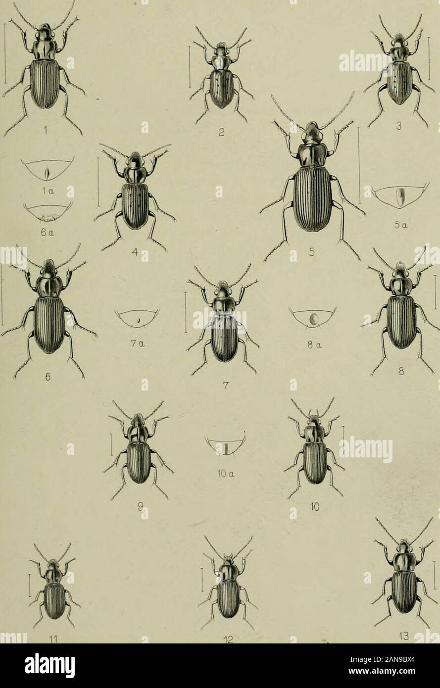 The Coleoptera of the British islandsA descriptive account of the families, genera, and species indigenous to Great Britain and Ireland, with notes as to localities, habitats, etc . THE CAMBTllOGE aClfVilFlC IVSTHUVENI COMPANr. L.REEVt iCO LONDON. PLATE XI. Fig. 1. rtcrosticlins i)aniuipunctatns, Germ. 111. „ „ last ventral segment of abdomen of male. 2. „ oblongo-puuctatus, F. 3. „ vitreus, Dtj. 4. „ aterrimui, Payk. 5. ,, niger, Sdiall. 5a. „ „ last ventral segment of abdomen of male. 6. „ vulgaris, L. 6a. „ „ last ventral segment of ab- domen of male. 7. „ nigrita, F. 7a. „ ,, last ventral Stock Photo