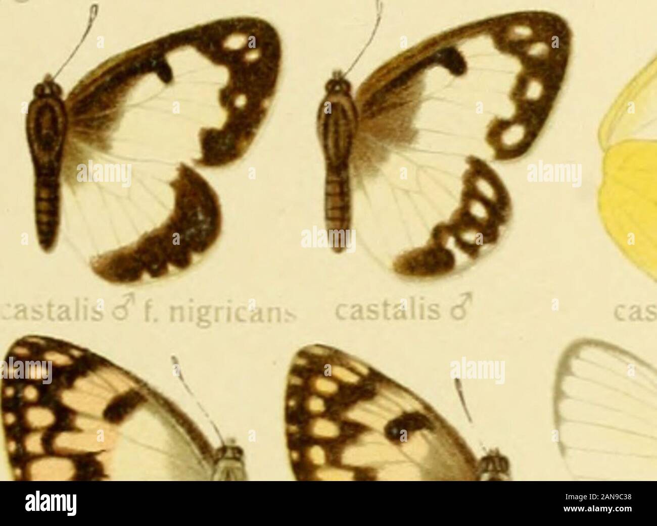 Die Gross-Schmetterlinge der Erde : eine systematische Bearbeitung der bis jetzt bekannten Gross-Schmetterlinge . •• •- Stock Photo