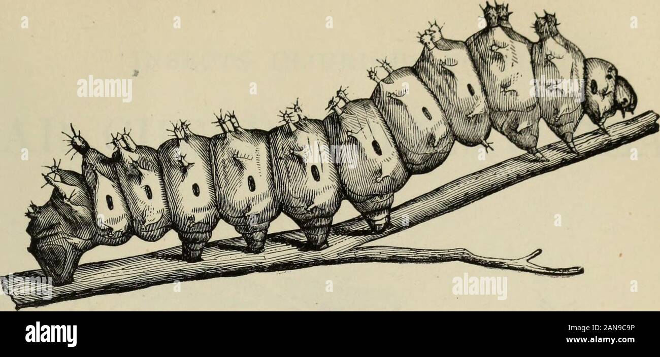 Carpocapsa Report of the Commissioners . Moth, larvae and chrysalis of the Codling ...