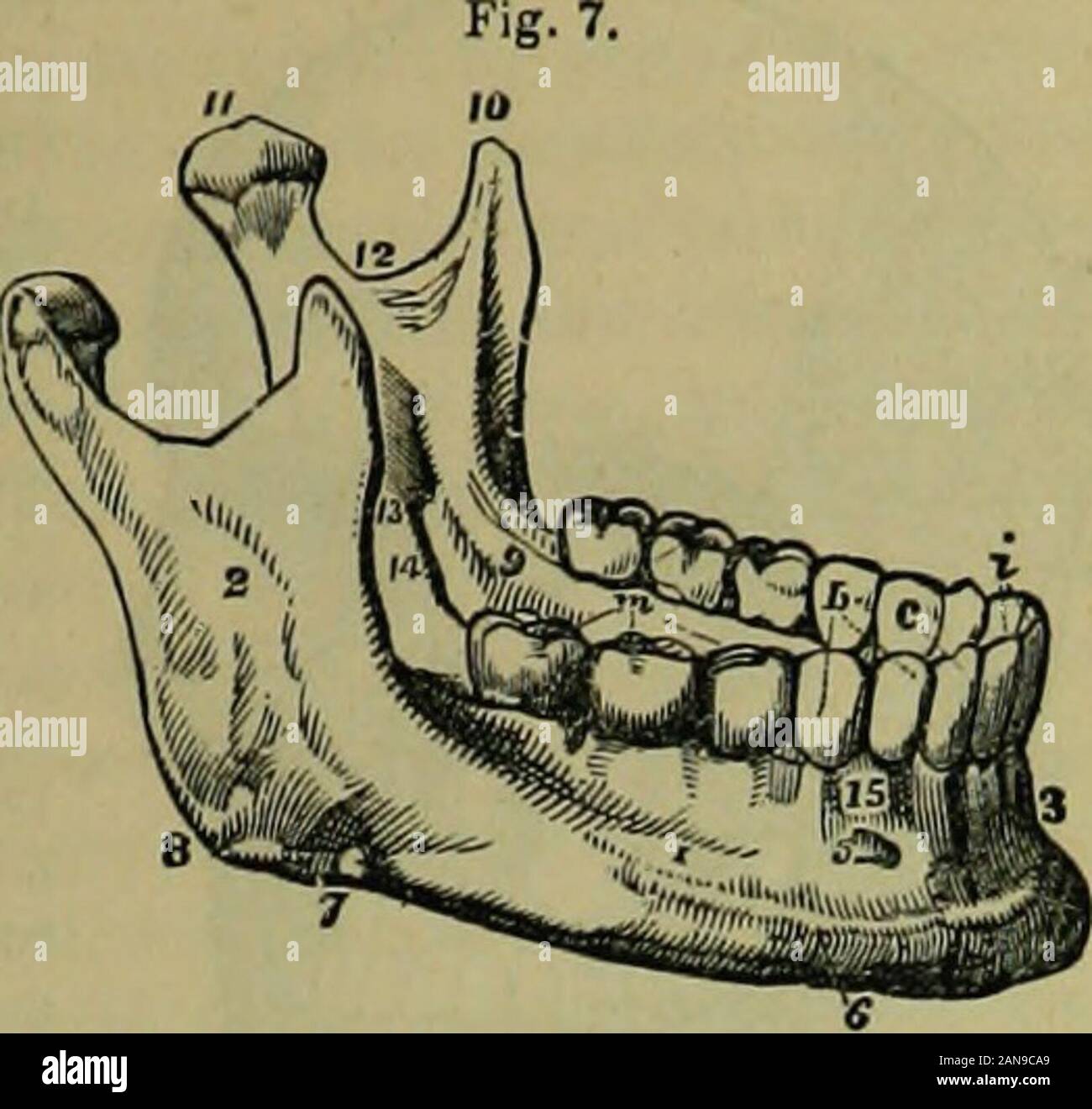 The hydropathic encyclopedia: a system of hydropathy and hygiene .. . ht, spongy, irregularly curvedbones, projecting inward toward the septum narium, or partition of thenose. Each one is attached to the maxillary bone in front, and thepalate bone behind. The Vomer is a thin quadrilateril piece, forming the back and lowoipart of the septum of the nose OS TED LOT, Y. 61 The Inferior Mc ciliary bone, or lov er jaw, is an arch of bone contain-ing the unrW iow of teeth. Itsdistinctive parts are shown in fig. 7. 1. The body. 2. The ramus. 3 TheSymphisis, or point of union. 4. Fossator the depressi Stock Photo