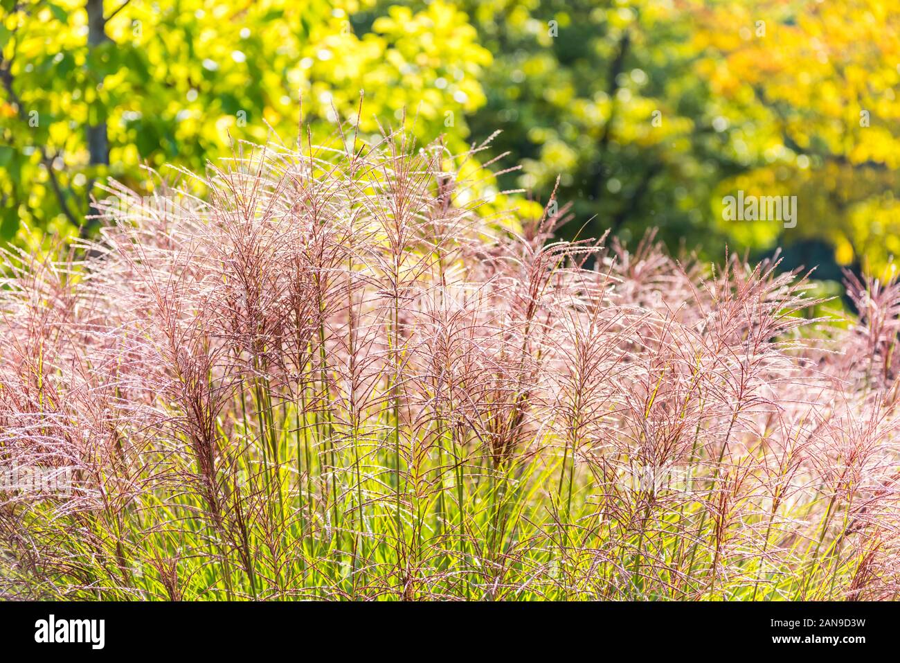 Pink flowers of miscanthus grass (Miscanthus floridulus (Lab.) Warb. ex Schum. et Laut.) Stock Photo