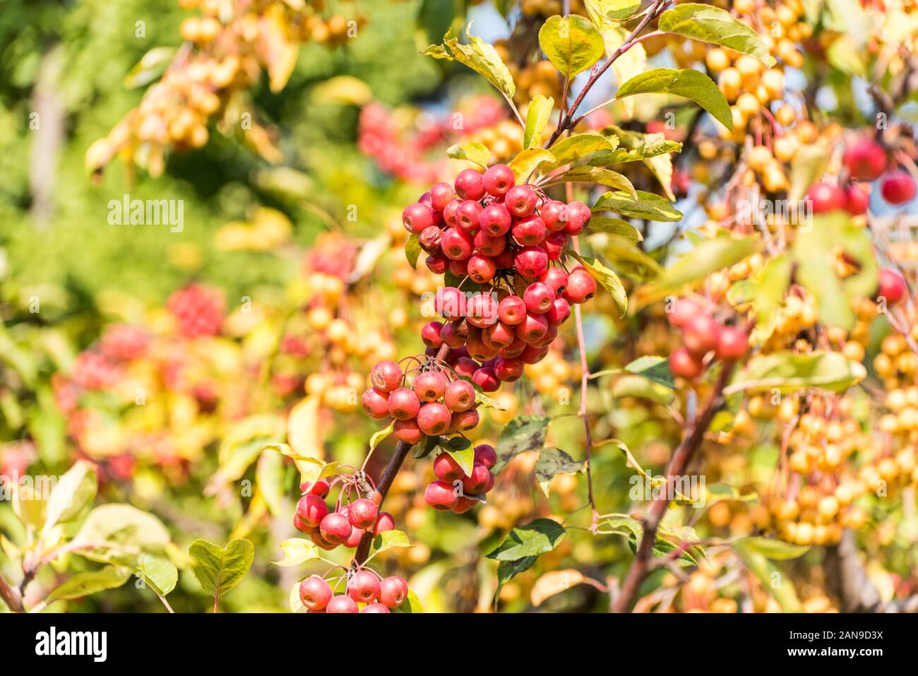 Red fruits of Pyracantha crenatoserrata, a species of Firethorn. It is a short shrub. It is cultivated for its decorative bright red pome fruit Stock Photo