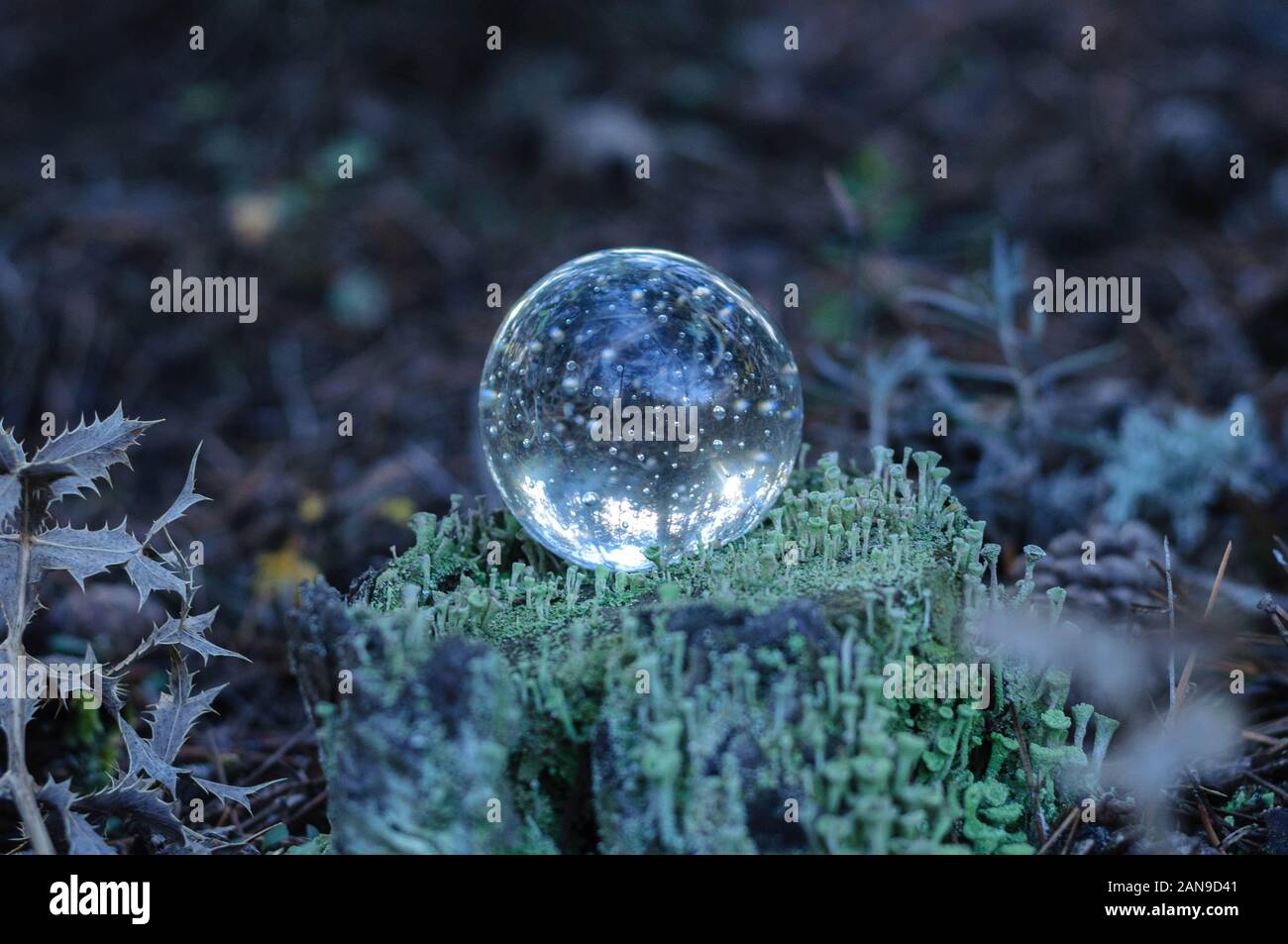 a glass ball on a stump covered with light green moss in the forest ...