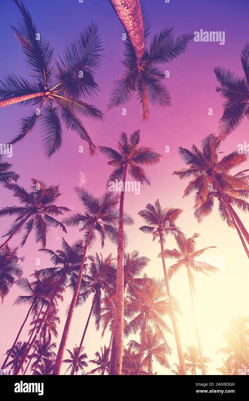 Looking up at coconut palm trees at sunset, color toning applied. Stock Photo