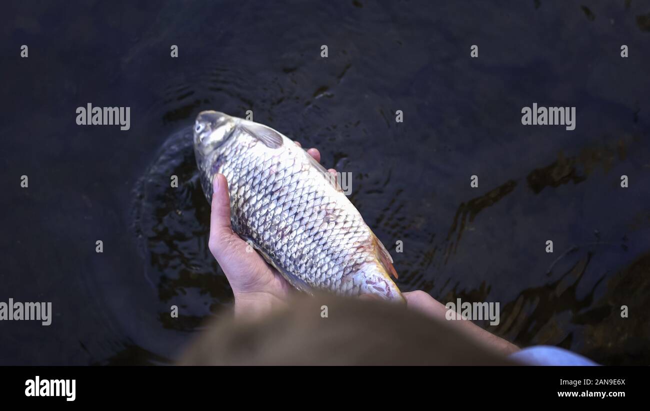 Human taking dead fish from river, water contamination, ecological