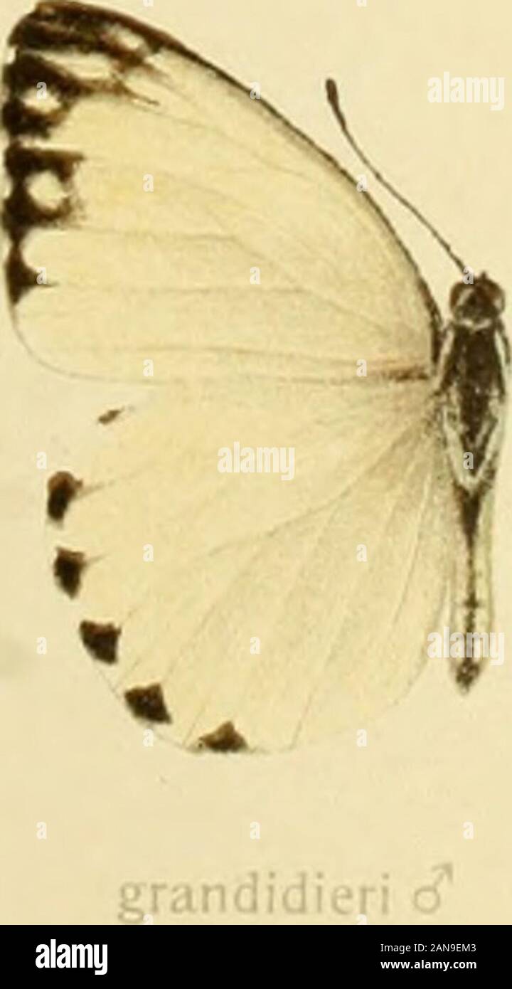 Die Gross-Schmetterlinge der Erde : eine systematische Bearbeitung der bis jetzt bekannten Gross-Schmetterlinge . calypso cT ivjcfL) calypso 5 theora c?. Stock Photo