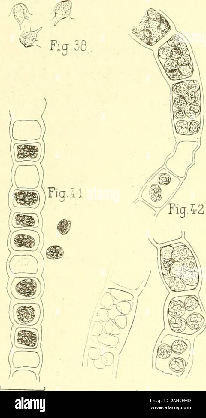 La flore algologique des régions antarctiques et subantarctiques . Orospora penicilliformis (Rotli) Aresch. — Fig. 36 a, b, c, d, e, iilament à cellules courtes; en det e, zoosporanges. —Fig. 37 a, b, c, d, e, f, un filament à cellules allongées; en e et f, zoosporanges. —Fig. 38, trois zoospores. — Fig. 39, spores germant directement à lintérieur des sporanges. —Fig. 40, trois spores envoie de germination. — Fig. 41, akinètes. — Fig. 42, aplanospores. Expédition Charcot. — L. Gain. — Flore algologique. 34 FLORE ALGOLOGIQUE. qui avaient jusquà 25 centimètres. Le thalle est filamenteux, simple. Stock Photo