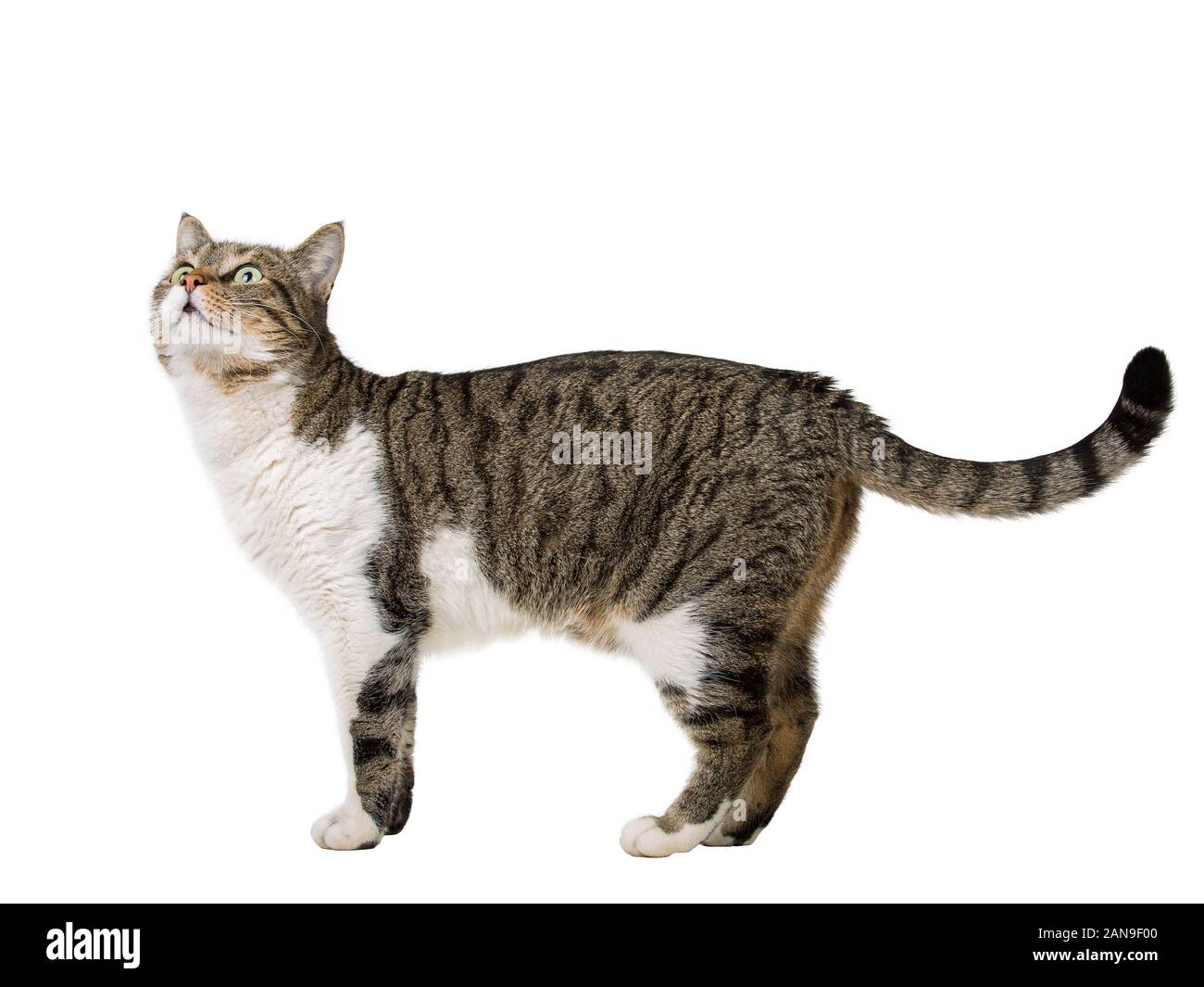 Side View Profile Of Curious Striped Cat Walking And Looking Up Attentive Isolated On White Background With Copy Space Stock Photo Alamy