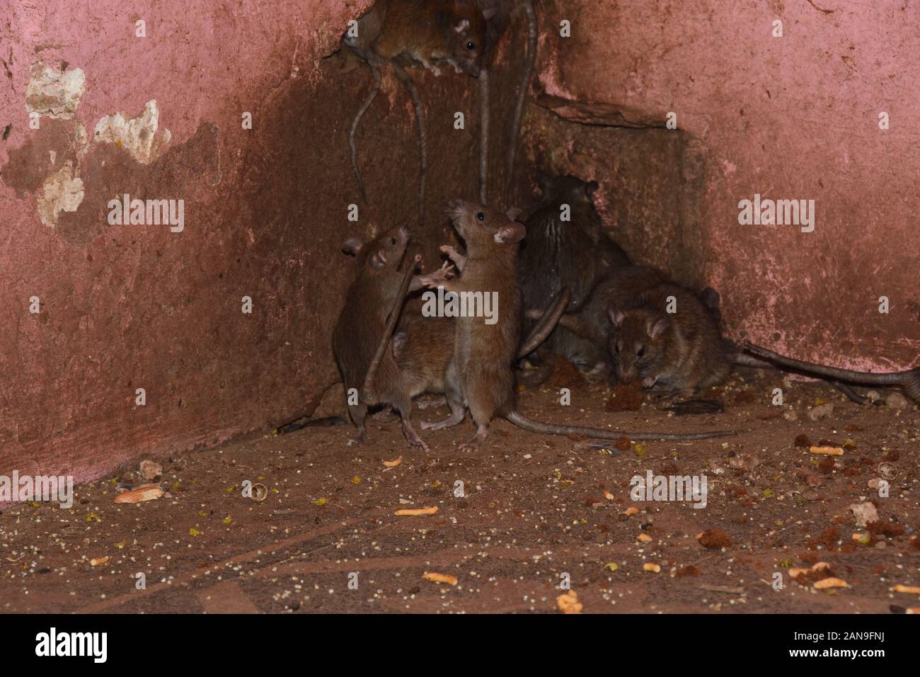 Two mice fight each other Stock Photo Alamy