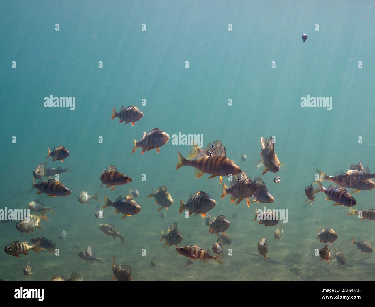School of european perch trying to catch angling bait with a hook hanging from a fishing line Stock Photo