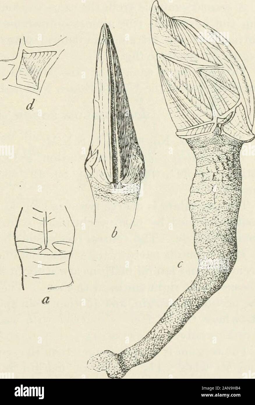 Bulletin - United States National Museum . )lets. Umbo at theapex. The ...