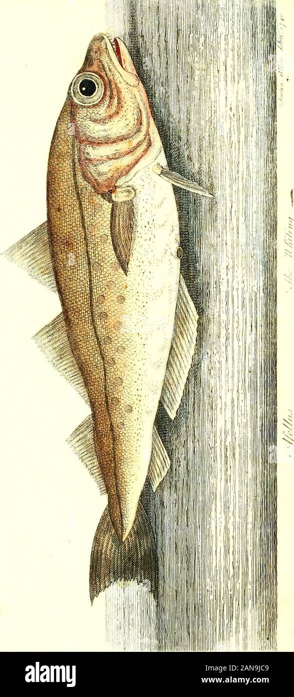 The history of esculent fish . mination ot Gizzards. Trouts are a very voracious iiih, affording the angler greatamufement. The under jaw of the Trout is fubjecf. to thelame curvature as that of the Salmon. There is likewife afpecies of Trout, which migrates out of the fea into the riverEfh in Cumberland, from July to September, and called, fromits colour, the Whiting. Its tafte is delicious. When theyfirft make their appearance from the fait water, they have aSalmon Loufe adhering to them. They have milt and fpawn ;but no fry has been yet obferved. It goes under the appel-lation of Phinocs, a Stock Photo