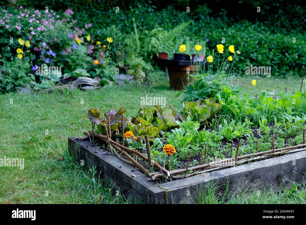 View of raised bed veg patch in small May garden growing lettuce, marigold  flowers and Welsh poppies in May Carmarthenshire Wales UK  KATHY DEWITT Stock Photo