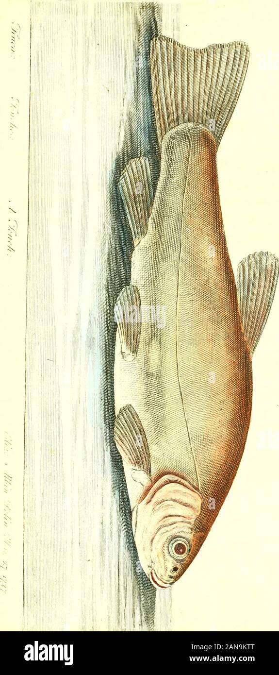 The history of esculent fish . The. Stock Photo