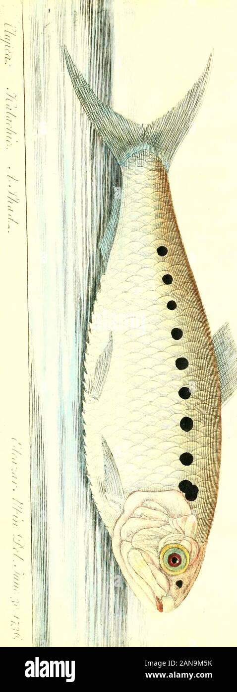 The history of esculent fish . form, it very much refembles theHerring; only it is flatter and broader, and grows to a cubitlong and four inches broad. The back is convex and ratherfharp ; the head Hoping considerably from it. The body growsgradually lefs to the tail from thence. The lower jaw israther longer than the upper; the teeth very minute. Thedorfal fin is fmall, and placed very near the center: the mid-dle rays are the longer!. The pectoral and ventral fins arefmall; the belly very fharp; the tail forked: the body is ofa duiky blue. Above the gills is a line of black (pots, whichmark Stock Photo