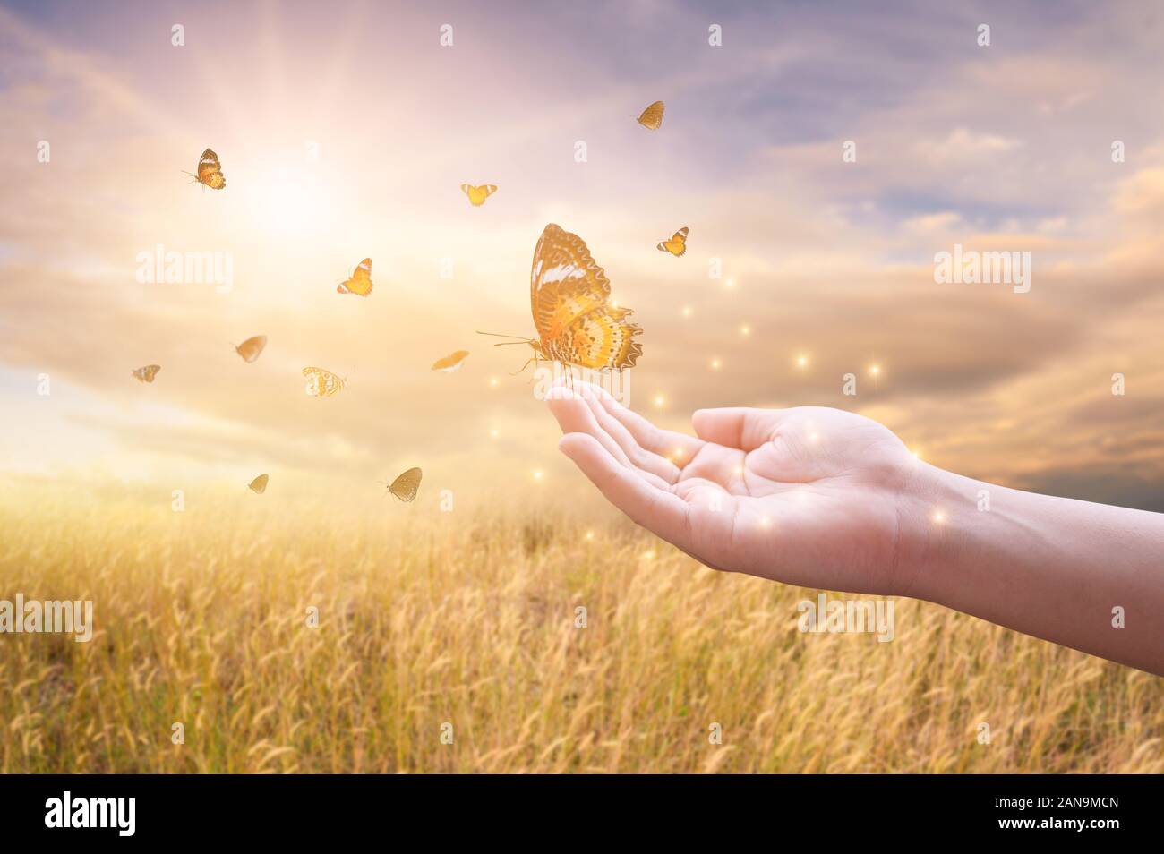 The girl frees the butterfly from the jar, golden blue moment Concept of freedom Stock Photo