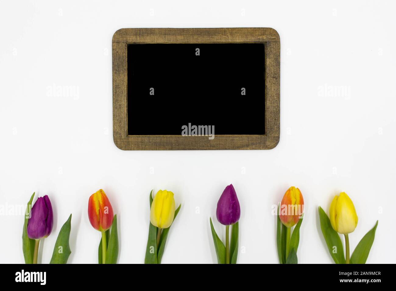 Blank  Display Board with Beautiful, Colourful/Colorful Tulips  Bottom of Frame on a Clean White Background - Room for Text Stock Photo