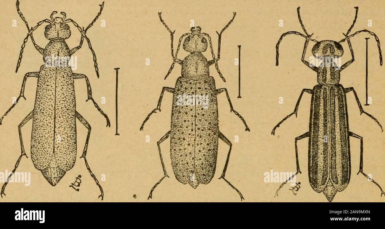 A preliminary introduction to the study of entomologyTogether with a chapter on remedies, or methods that can be used in fighting injurious insects; insect enemies of the apple tree and its fruit, and the insect enemies of small grains . Fin. 13!).—American Meal-worm; a, larva: ft, pupa;c, beetle.—[After Riley.] 76 A PRELIMINARY INTRODUCTION Meloid^. These insects have various food-habits, and are interestingfrom different standpoints to the entomologist. These blister-beetles are among our most interesting forms of insect. Fig. 140—The One-colored Fio. 141.—The Spotted Fio. 142.—The Striped B Stock Photo