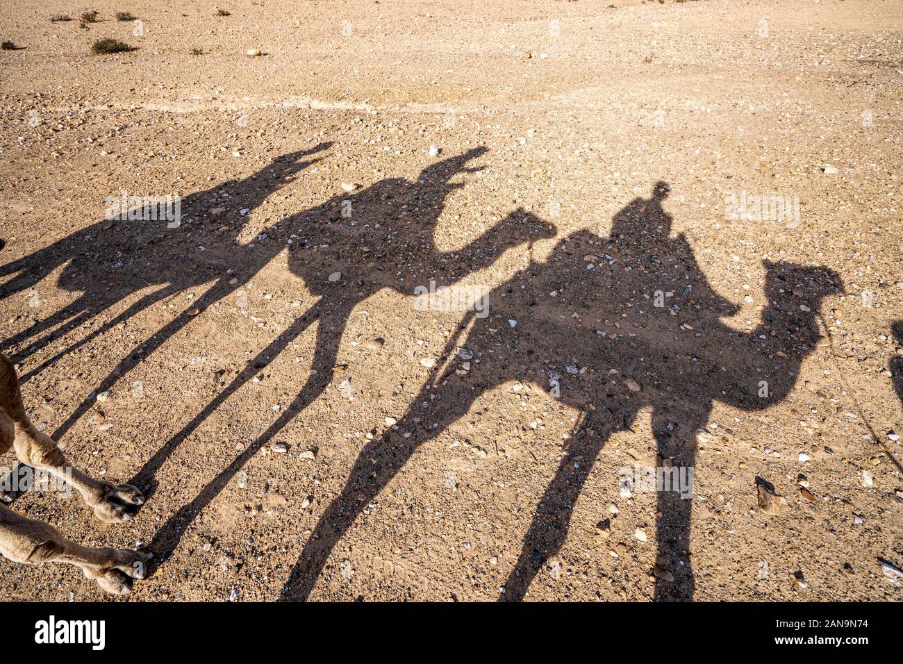 Shadows of dromedary camel caravan on the desert Agafay, Marrakech, Morocco Stock Photo