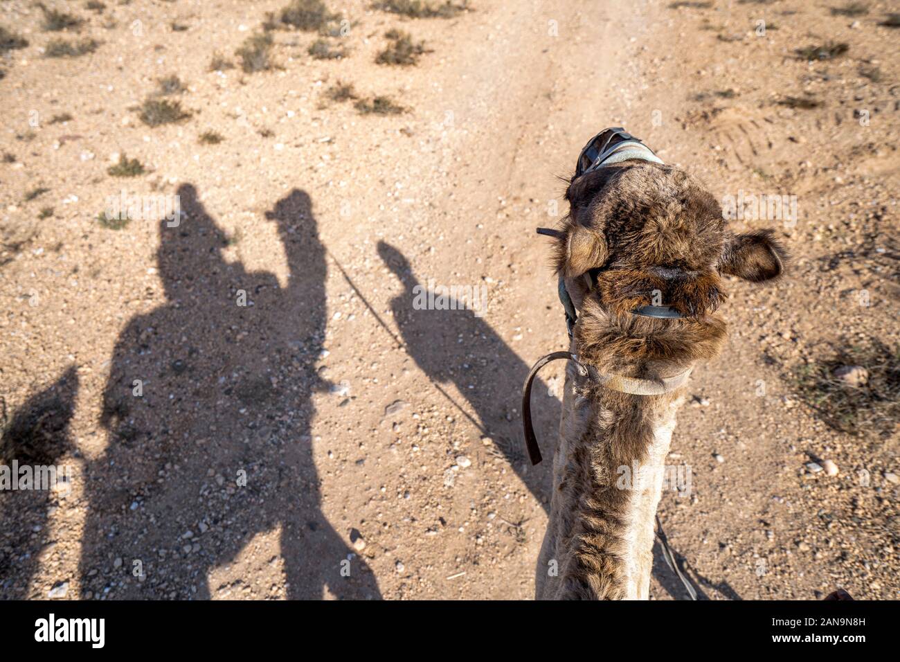 Shadows of dromedary camel caravan on the desert Agafay, Marrakech, Morocco Stock Photo