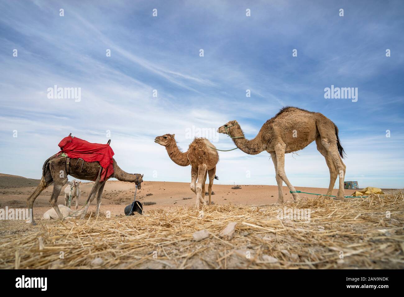 African marocco hi-res stock photography and images - Alamy