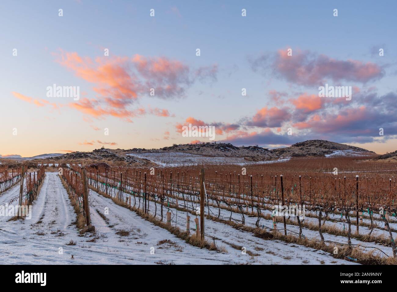Colorful sunset over a snow covered vineyard in eastern washington with mountains in the distance Stock Photo