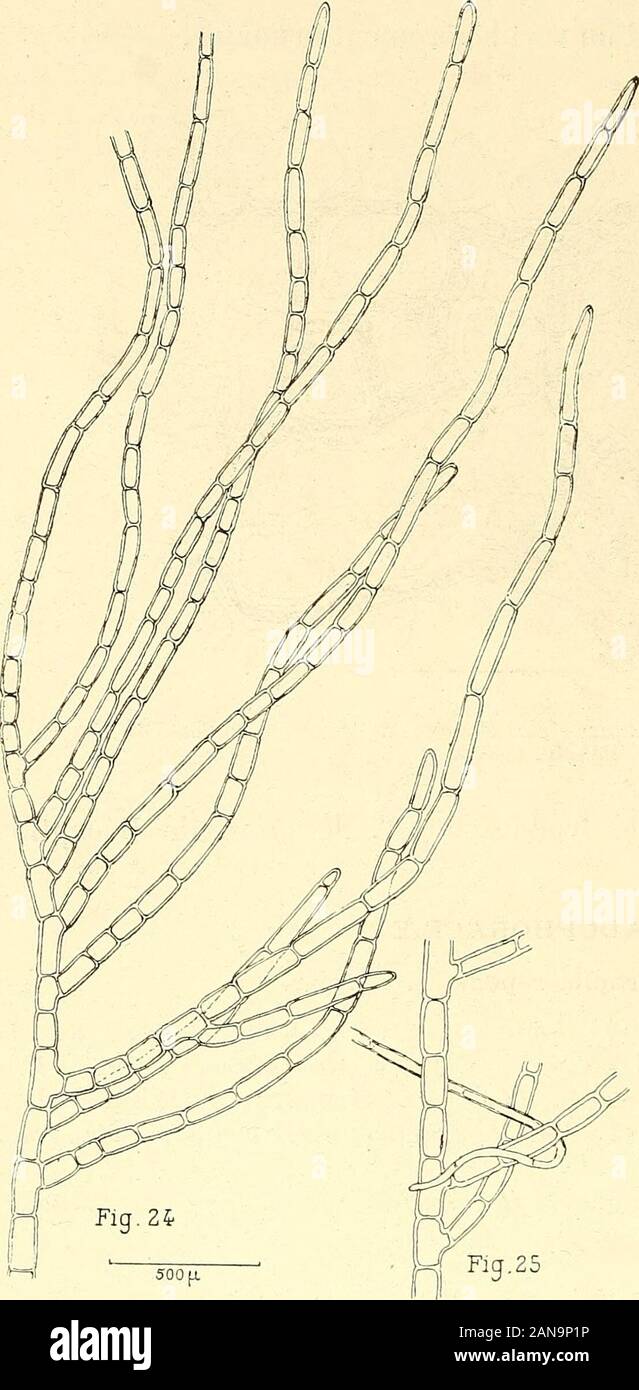 La flore algologique des régions antarctiques et subantarctiques . ocalité. — N° 648, sur les frondes du V. Mangini, ile Déception,décembre 1909. CLADOPHORACE^E. 7. ^Egagropila repens J. Ag.) Kg. Cladophora repens (J. Ag.) Harv., Phyc. brit., t. CCXXXVI : Kg.. Sp. alg., p.416 : Tab. phyc, IV, t. LXX, f. 2; - Hauck, Meeresalgen, p. 450; -- Erb.,Crill. ilal.. I, n. 286, -- Ardiss., Phyc. med., II. p. 222 ; — De Toni e Levi,FI. alg. ven., III, p. 157 ; - Le Jolis, List., p. 59 ; - De Toni, Syll. alg., vol. I,p. 345. var. ramis oppositis Hariot, Algues du cap Horn. Conferva repens J. Ag-., Alg. me Stock Photo