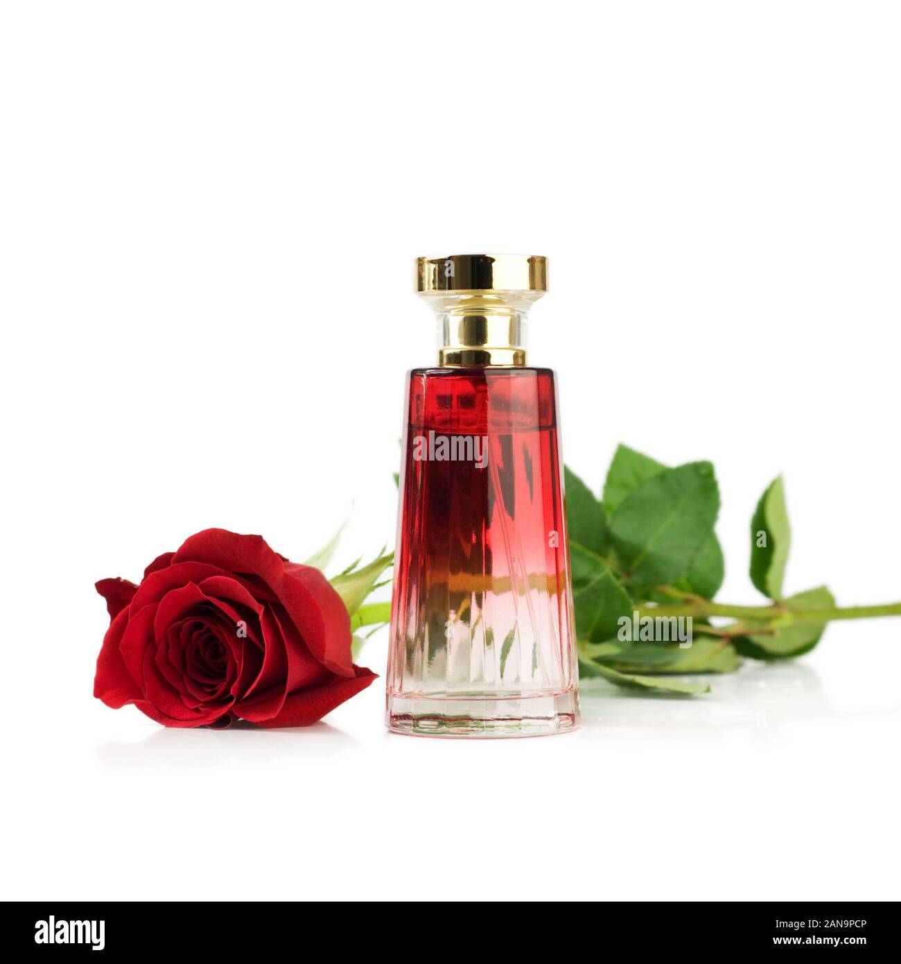 red rose perfume Stock Photo