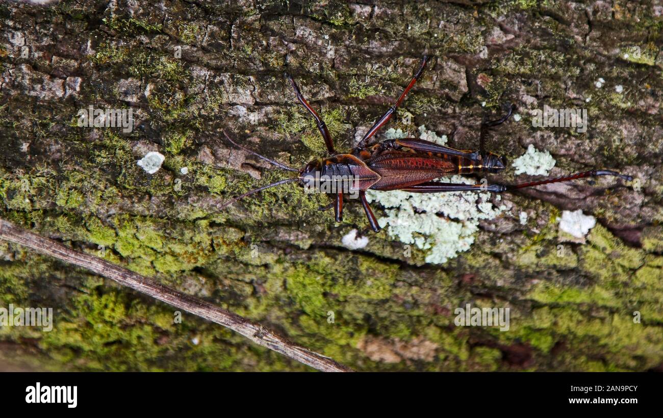 Naples Insects Orange crew hi-res stock photography and images - Alamy