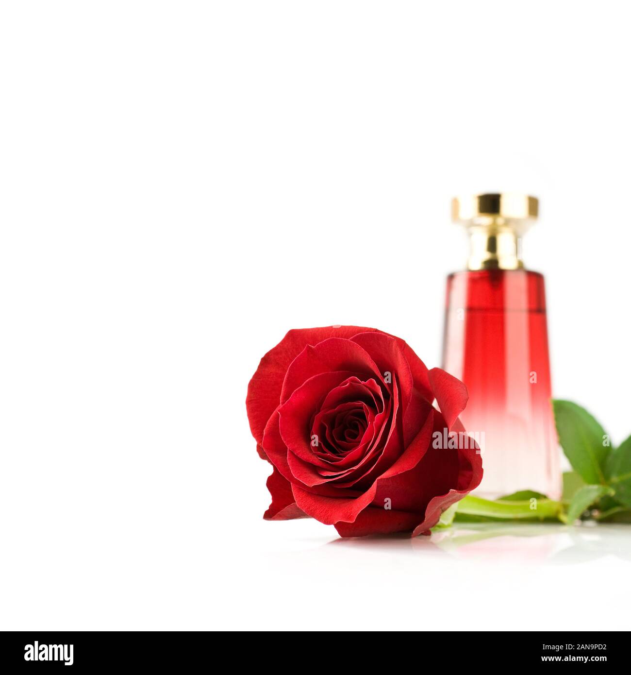 rose perfume Stock Photo