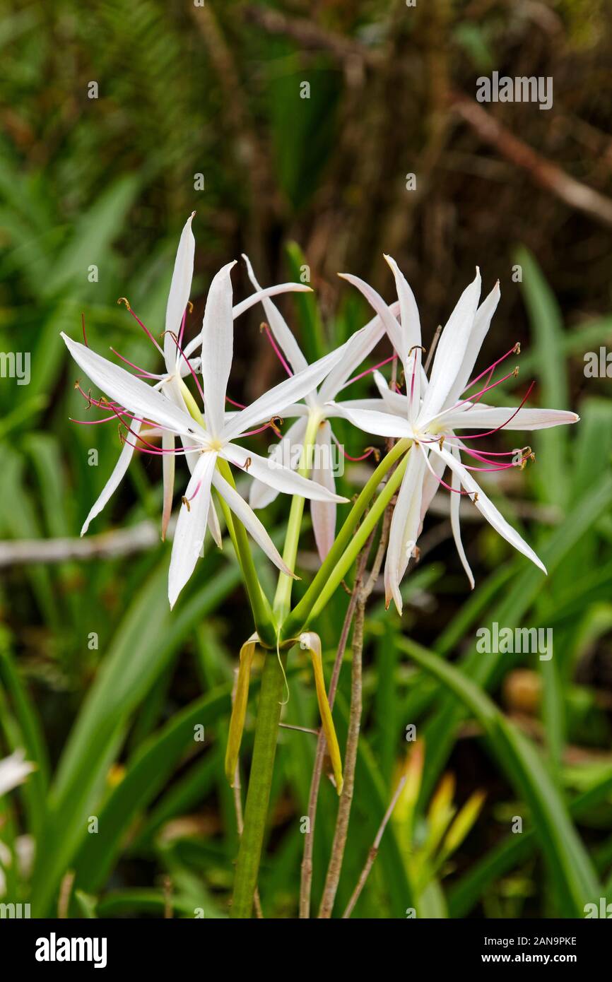 white wildflowers, rose stamens, String lily; Swamp lily; Crinum