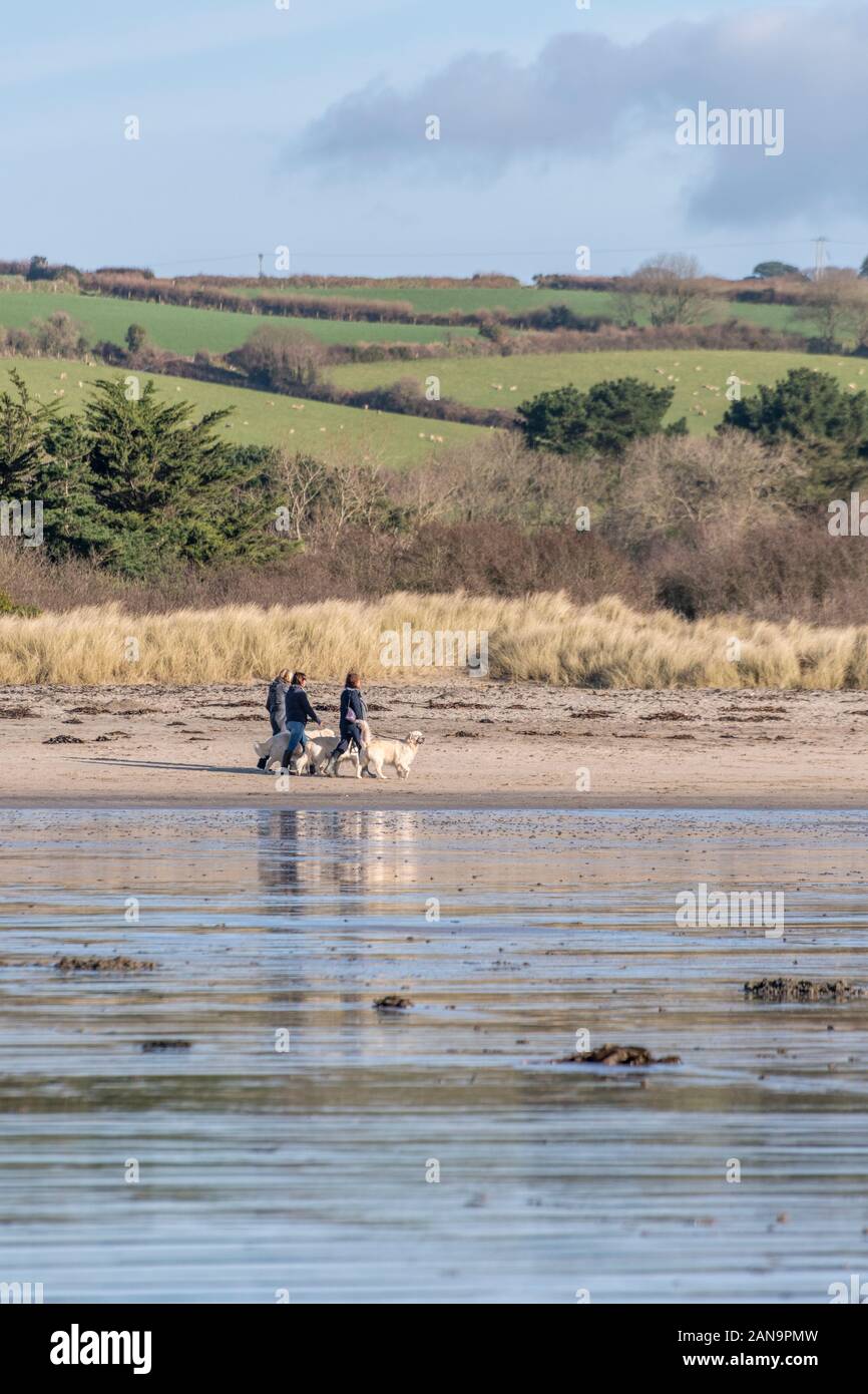 Three dog walkers owners walking their pets on Par Beach, mid-Cornwall on Springtime sunshine. Blue sky reflected in ebbing water of outgoing tide Stock Photo