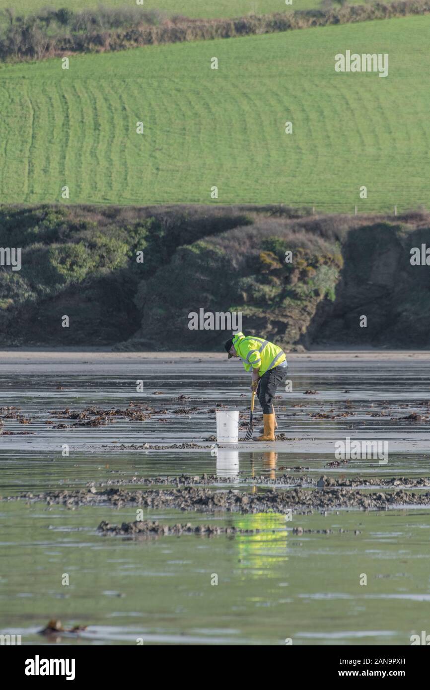 Solitary man / angler / fisherman digging for Ragworm or Lugworm for fishing, at Par Beach in Cornwall. Stock Photo