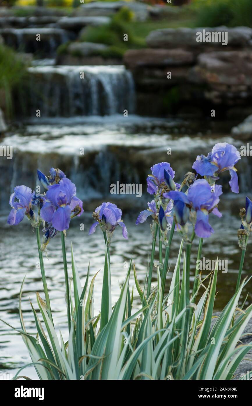 A capture of some Purple/Blue Irises with a blurred out backgound of a waterfall.  This was taken at Chateau On The Lake in Branson Missouri in the mo Stock Photo