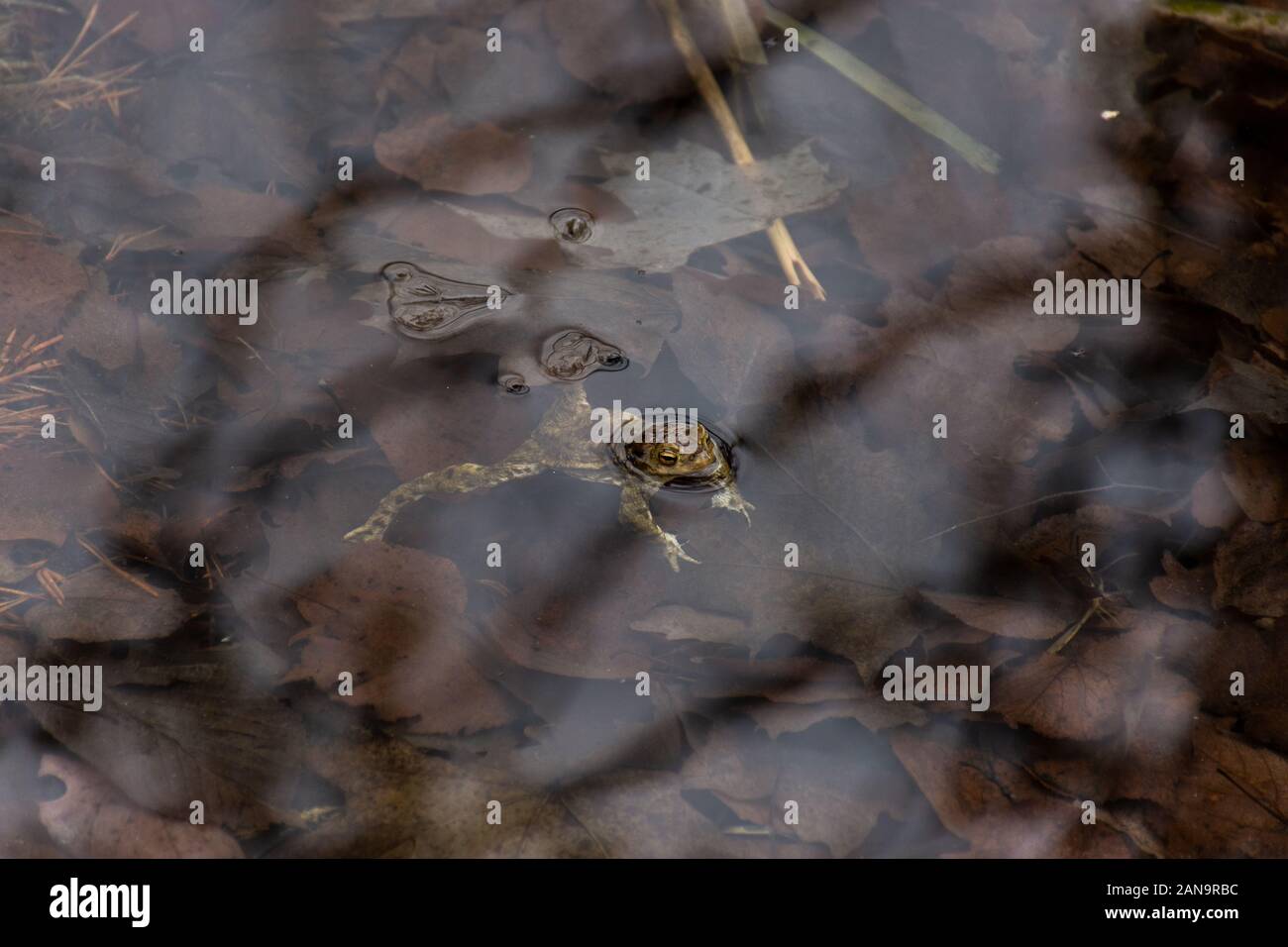 Mr. Frog Stock Photo