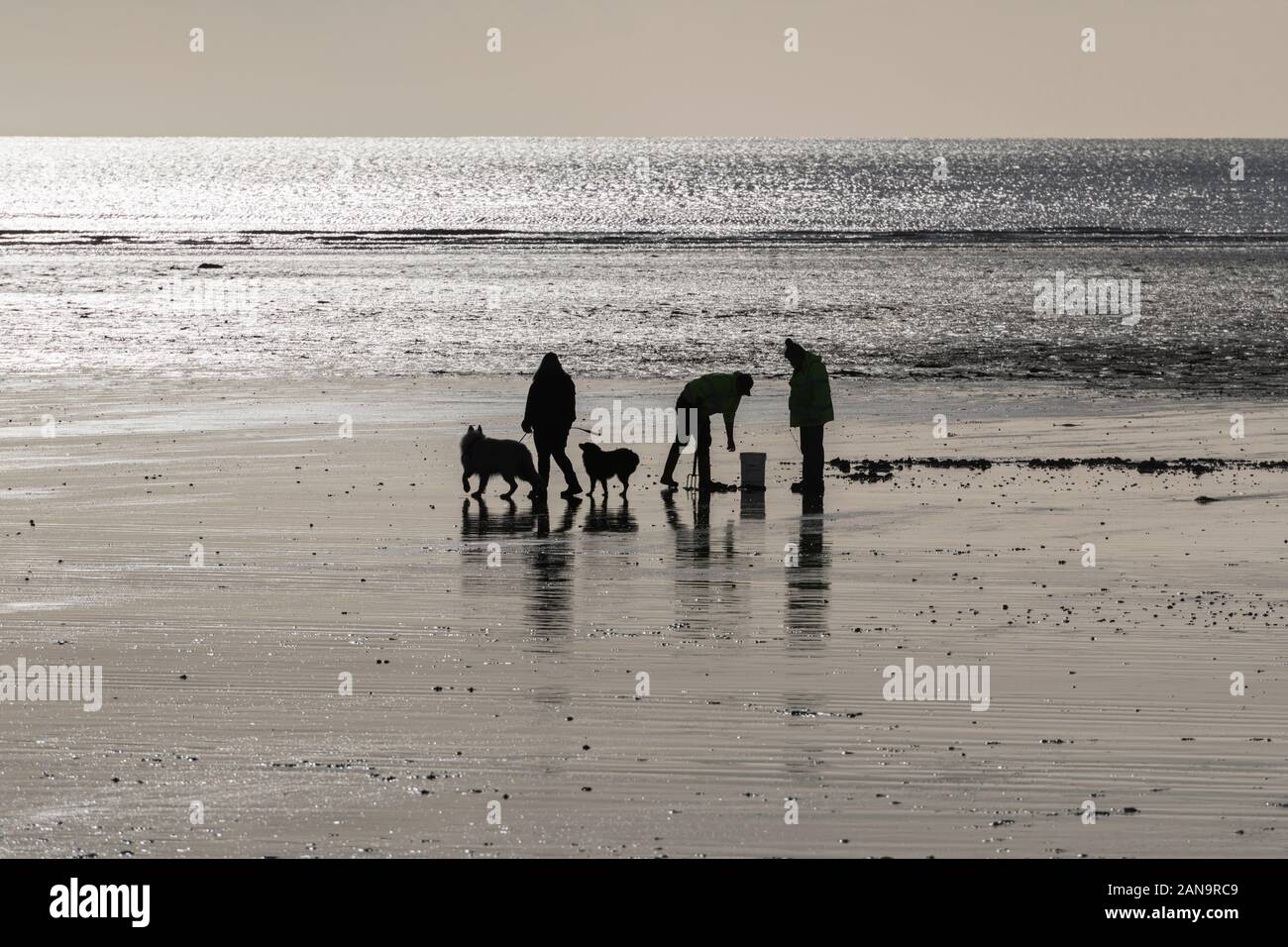 Silhouette of dog walkers owners walking their two dogs on Par beach, Cornwall, UK + man digging for fishing bait in sand [? Lugworms]. Outgoing tide. Stock Photo