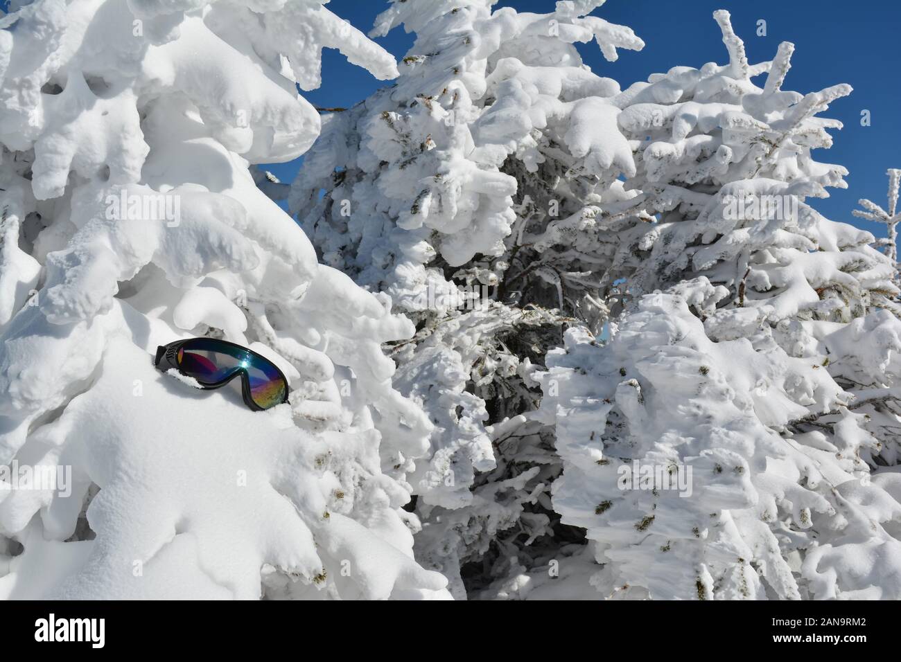 Nival background with goggles, full frame of fir trees covered by snow and forgotten goggles, Mt .Kopaonik, Serbia Stock Photo