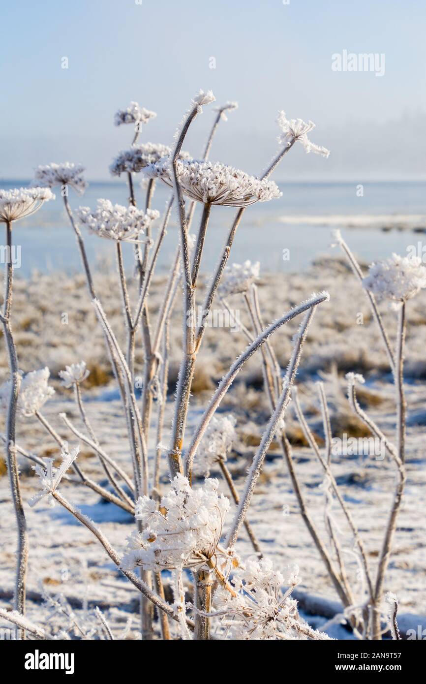 Frozen plants on a cold, winter beach. Stock Photo
