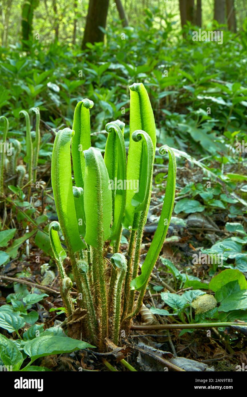 Hart's Tongue fern leaves shooting up from the woodland floor in early spring - Somerset UK Stock Photo