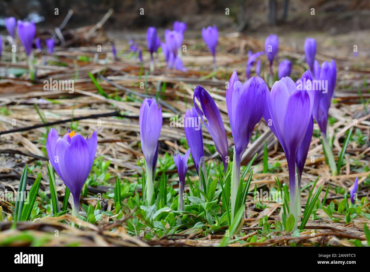 Crocus fields hi-res stock photography and images - Alamy