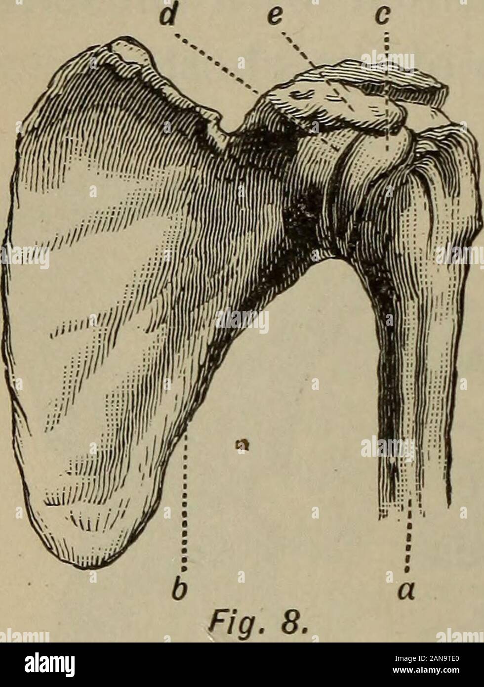 An academic physiology and hygiene .. . the head or ball of the humerus