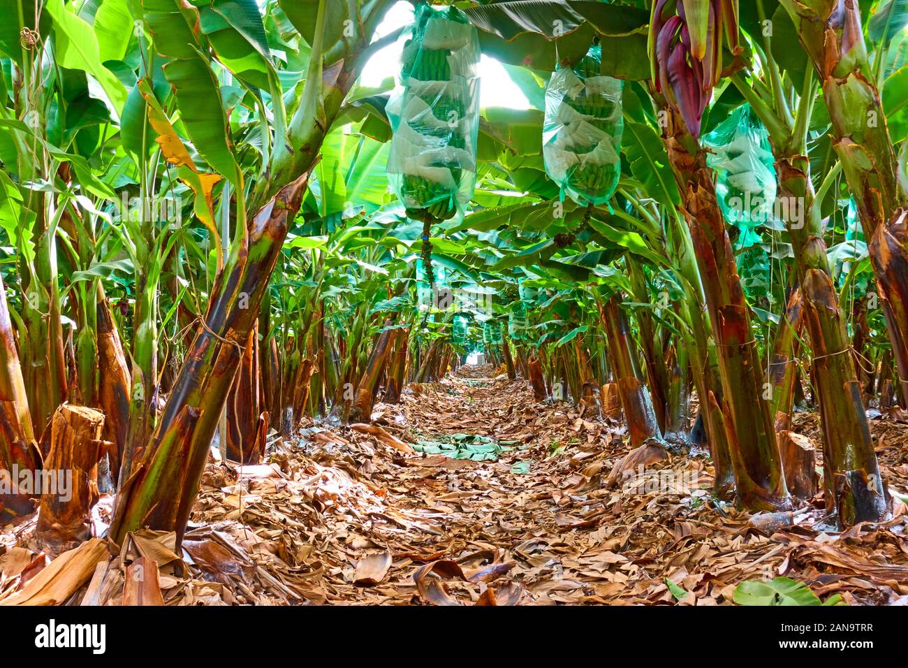 Banana plantation Rows of trees in the banana garden Stock Photo Alamy