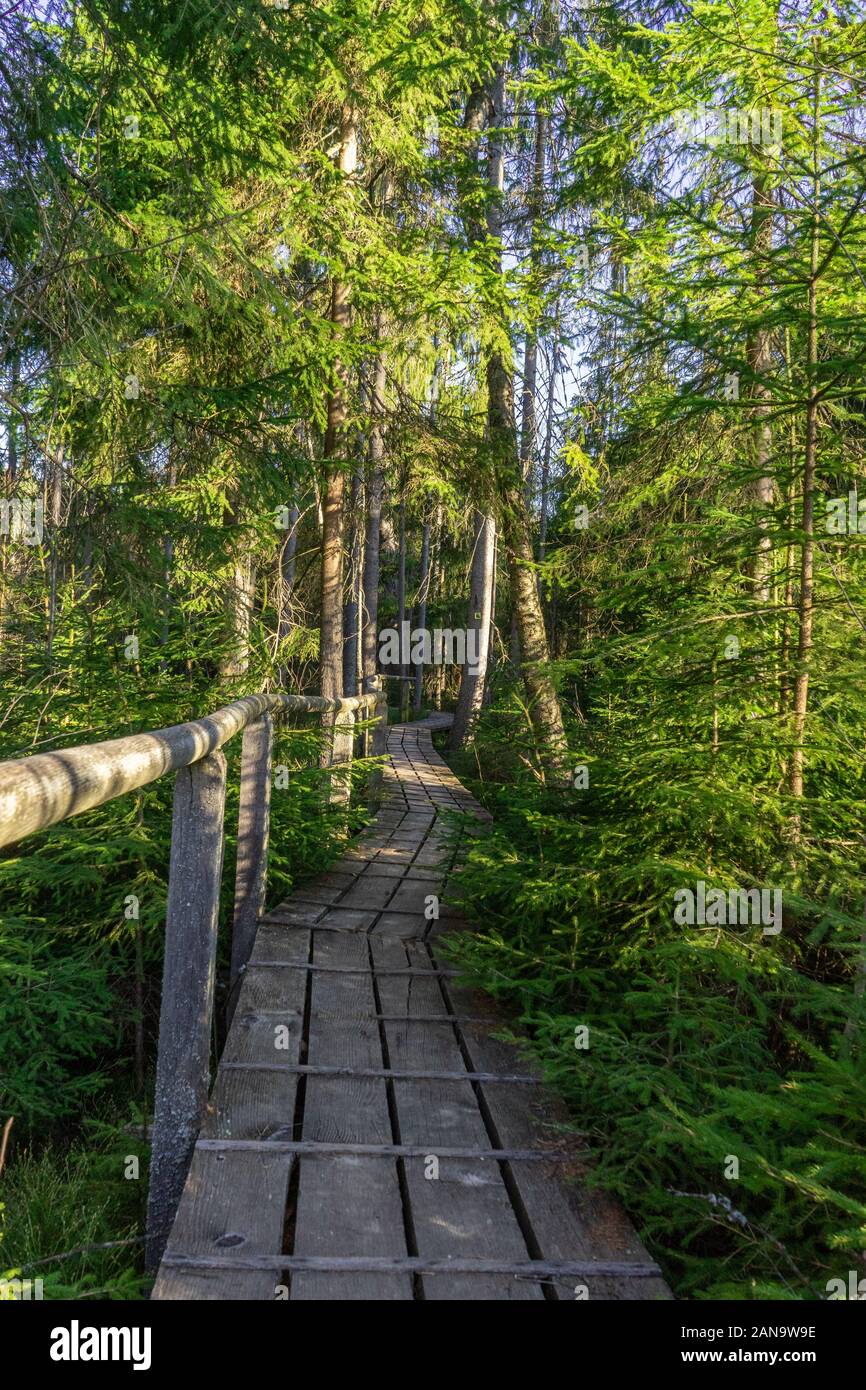 wooden path in the forest near a moor Stock Photo