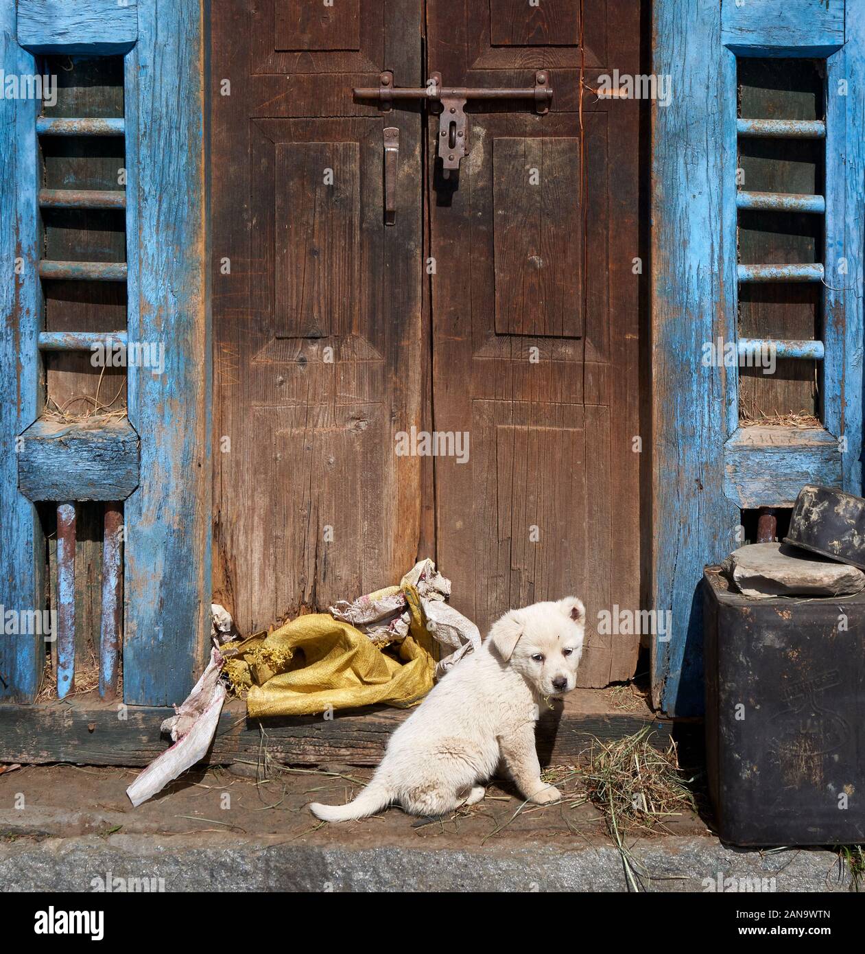 White Himalayan shepherd dog puppy at the door of a farm building in a mountain village in the Saryu Valley Uttarakhand Northern India Stock Photo